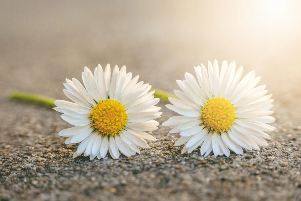 白いお花が２つ