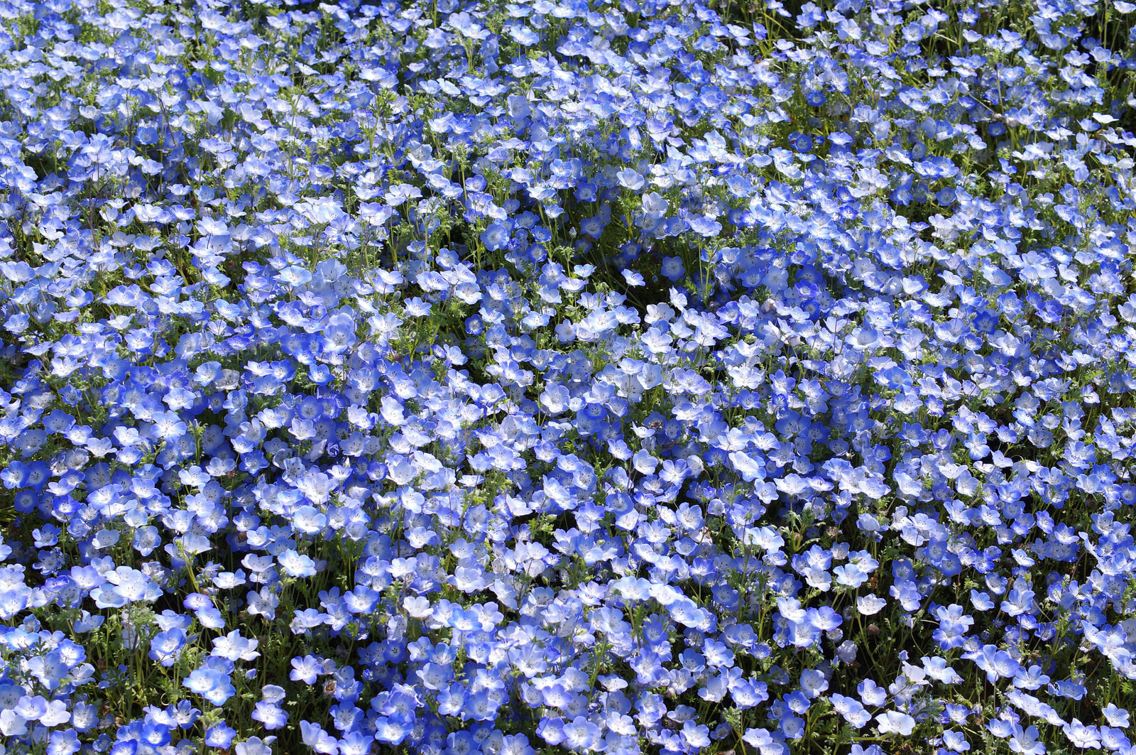 優しい青の花