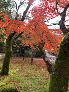 西芳寺の赤が美しい木