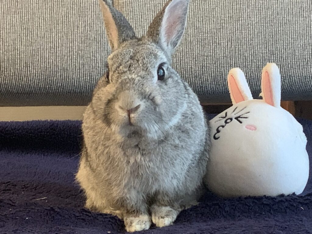 はるとうさぎのぬいぐるみ
