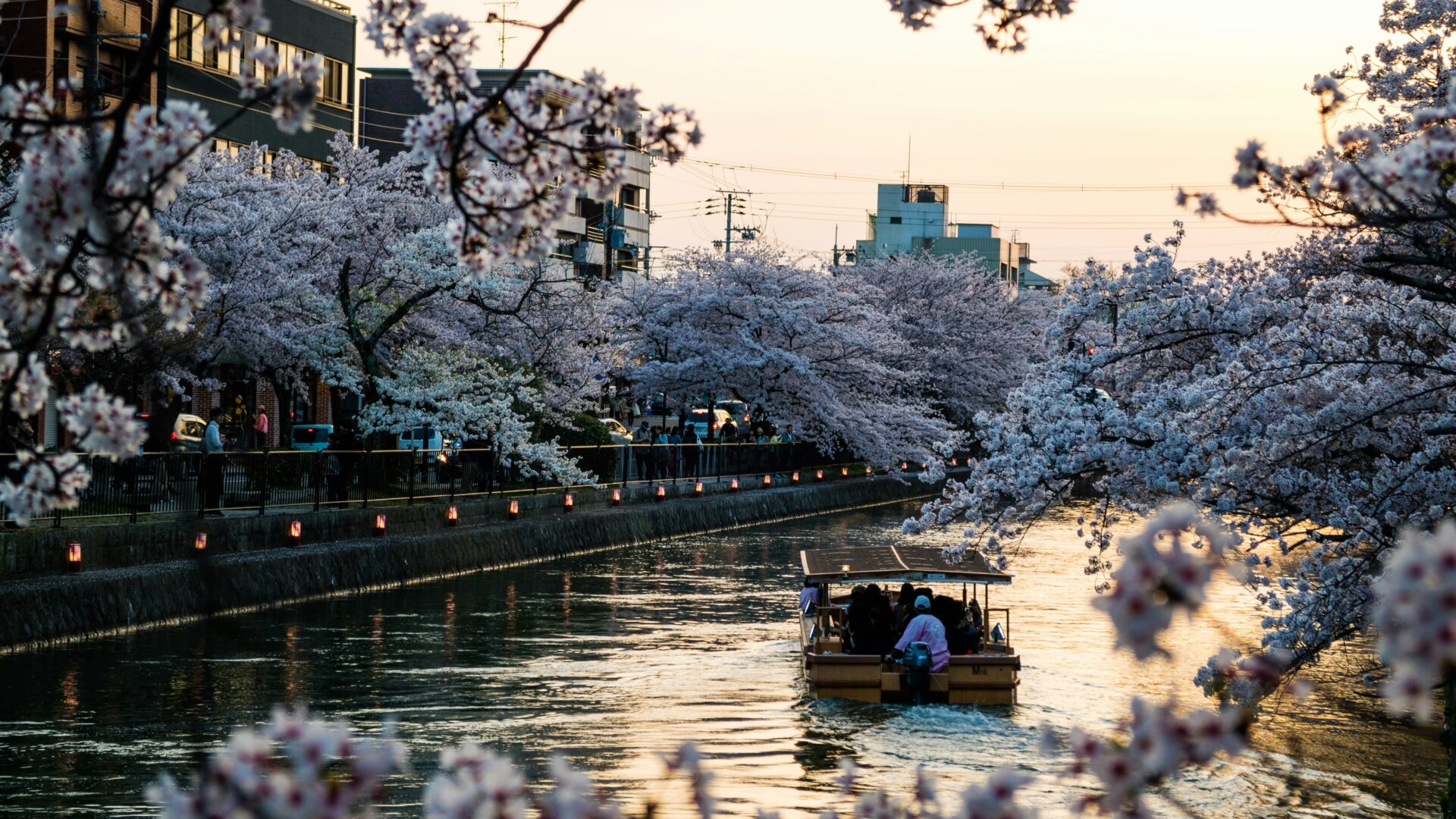 桜咲く鴨川